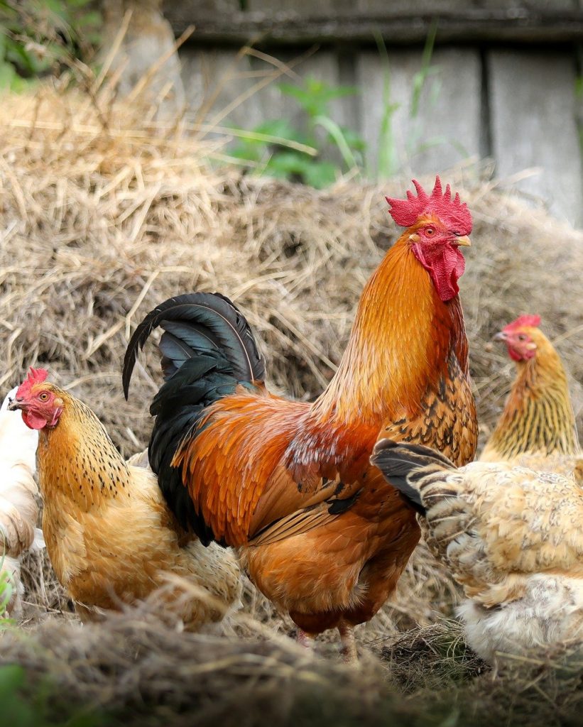 Investissement Renaissance de la Ferme de Pouy